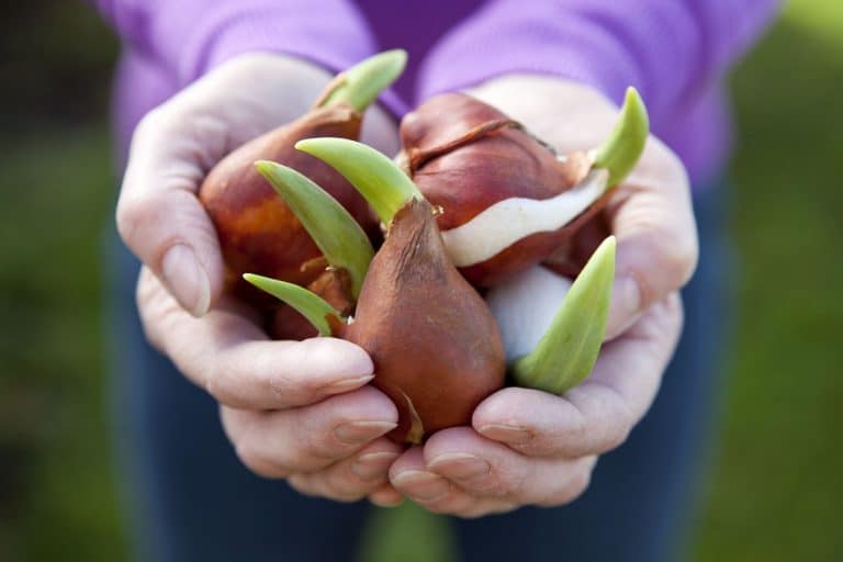 Close-up of two hands holding a bunch of tulip bulbs